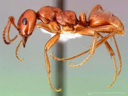 Polyergus mexicanus is a species of slave-making ant in the subfamily Formicinae